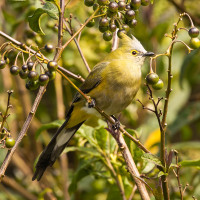 Long-tailed Silky-flycatcher